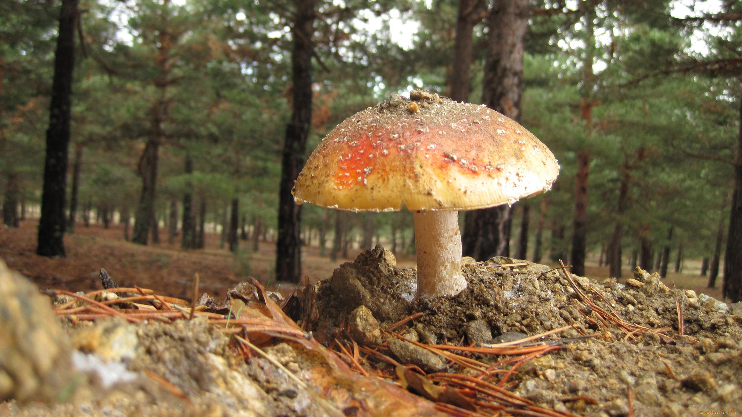mushroom, , , , , 
